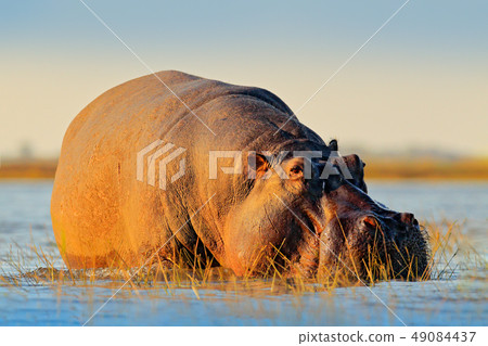 African Hippopotamus, with evening sun 49084437