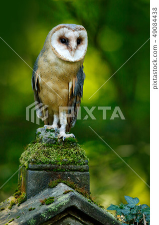 Magic bird barn owl, Tyto alba, in old cemetery Magic bird barn owl, Tyto alba, in old cemetery 49084438