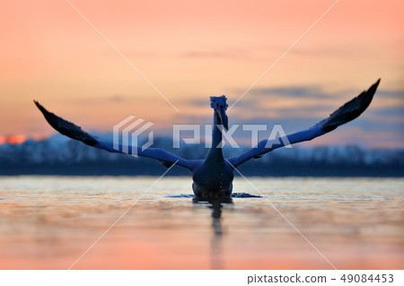 Dalmatian pelican, Pelecanus crispus, in Lake Dalmatian pelican, Pelecanus crispus, in Lake 49084453