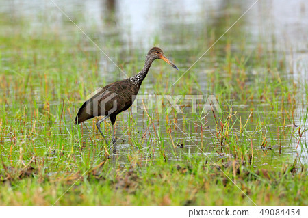 Limpkin courlan, Aramus guarauna, bird in water 49084454