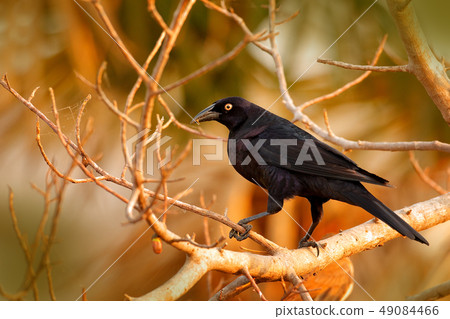 Giant Cowbird, Molothrus oryzivorus, black bird Giant Cowbird, Molothrus oryzivorus, black bird 49084466