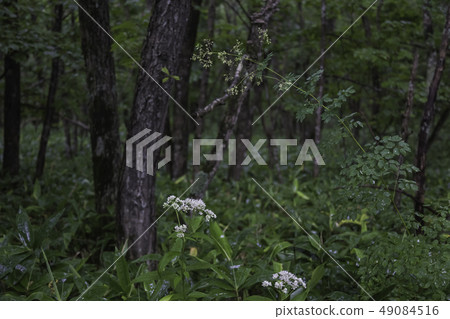 Kushiro wetland in the summer 49084516