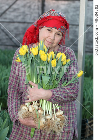 woman on harvesting of tulips woman on harvesting of tulips 49084582