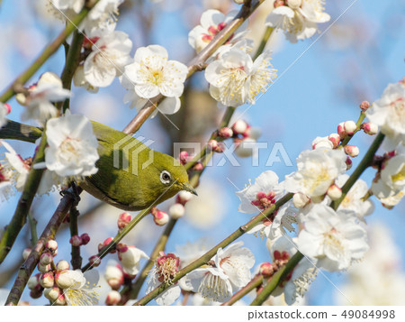 Meilo in early spring 49084998
