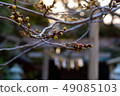 Cherry blossom bud and torii 49085103