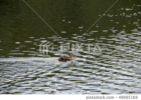 bird  49085169