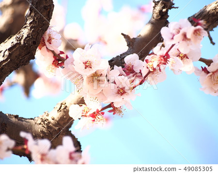 Plum blossom Plum blossom 49085305