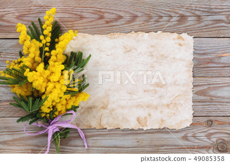 Branch of mimosa. 49085358