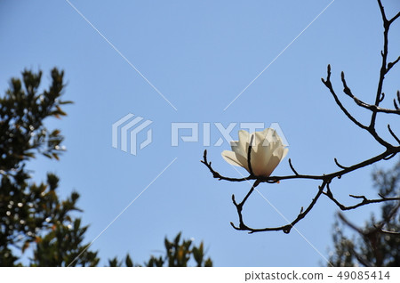 The fist blooms The blue sky and Kobushi Kobushi spring flowers The spring blooms in the blue sky 49085414