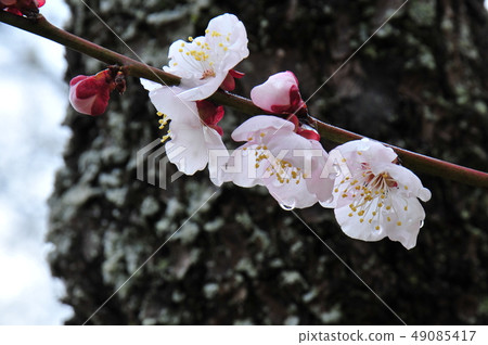 雨中的梅花盛開的梅花盛開的梅花盛開 49085417