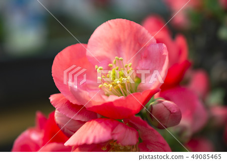 Blurred flowers 49085465