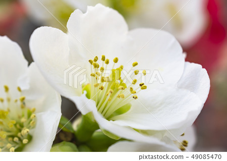Blurred flowers Blurred flowers 49085470
