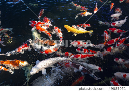 彩色鯉魚 49085951