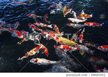 彩色鯉魚 49085952