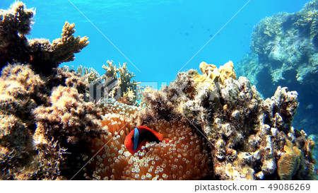 Awanami Beach underwater photography of Tokashikijima island of Okinawa Hamachiro manomi Awanami Beach underwater photography of Tokashikijima island of Okinawa Hamachiro manomi 49086269