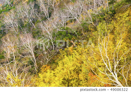 Fall of bamboo shoots 49086322