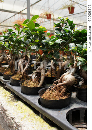 Ginseng planted in a small plastic pot  49086391