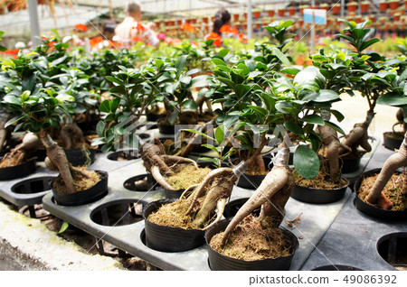 Ginseng planted in a small plastic pot  49086392