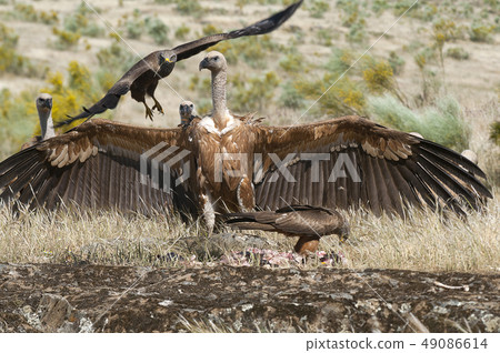 Griffon Vulture (Gyps fulvus), bird skull with whi 49086614