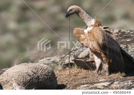 Griffon Vulture (Gyps fulvus) beginning to eat a d 49086649
