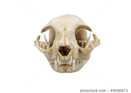 European wildcat (Felis silvestris), mammalian sku 49086673