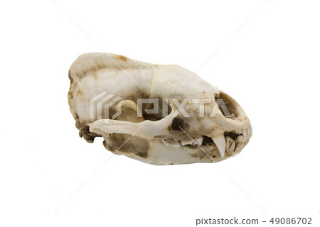 European badger, Meles meles, mammalian skull 49086702