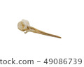 Eurasian woodcock (Scolopax rusticola), bird skull 49086739