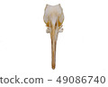 Eurasian woodcock (Scolopax rusticola), bird skull 49086740