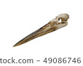 Gray Heron, Ardea cinerea, Skull bird with white b 49086746