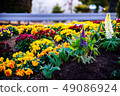 The flower bed of the park 49086924