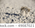 Soil erosion, white sand 49087021