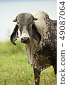 Cow, Brahman Race, Costa Rica  49087064