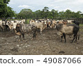 Cow, Brahman Race, Costa Rica  49087066