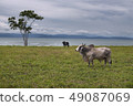 Cow, Brahman Race, Costa Rica  49087069