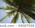 Coconut palm tree, Costa Rica 49087098