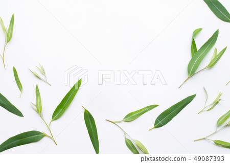 Eucalyptus leaves on white background. Eucalyptus leaves on white background. 49087393