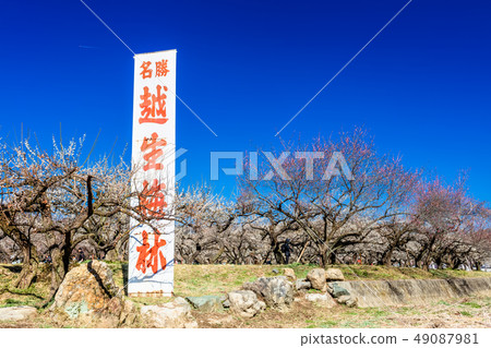 埼玉Oshio Umebayashi 埼玉Oshio Umebayashi 49087981