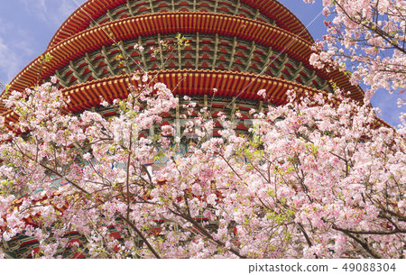 台灣淡水天元宮櫻花盛開 台灣淡水天元宮櫻花盛開 49088304