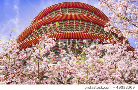 Taiwan's Tamsui Tianyuan Palace cherry blossoms 49088309