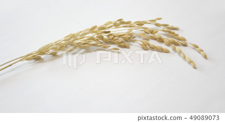 Rice ears 49089073