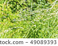 Saturate green grass texture 49089393