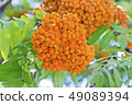 Rowanberry branch in summer day 49089394