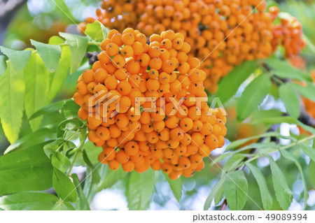 Rowanberry branch in summer day Rowanberry branch in summer day 49089394