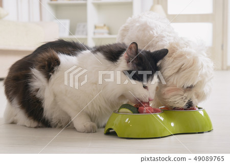 Dog and cat eating natural food from a bowl 49089765