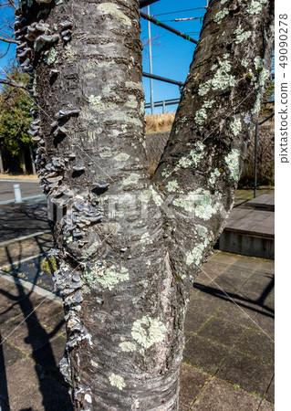 Rubble native to tree trunks Rubble native to tree trunks 49090278