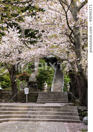 甜蜜的神社 甜蜜的神社 49090371