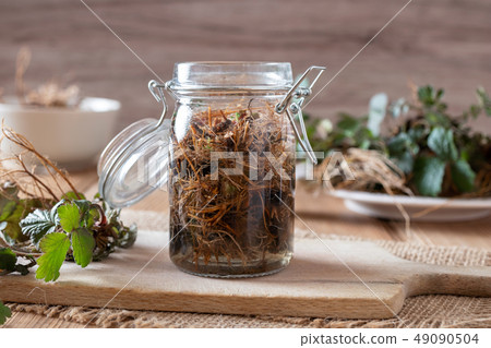 Preparation of Herb Bennet tincture  49090504