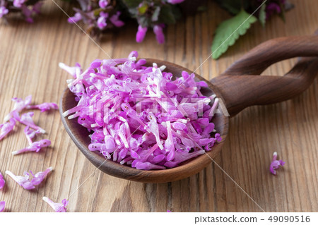Fresh purple dead-nettle flowers on a spoon 49090516