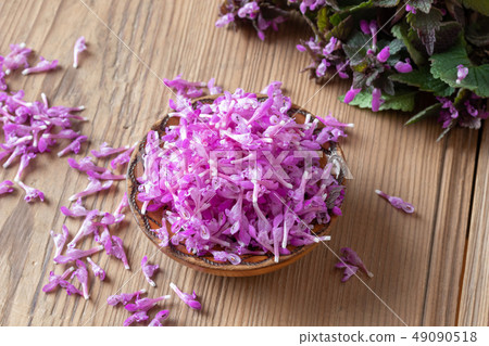 Fresh purple dead-nettle flowers in a bowl 49090518