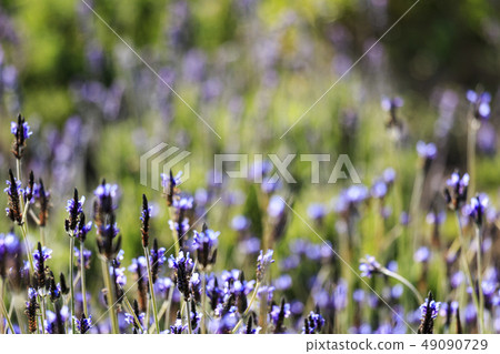 lavender 49090729